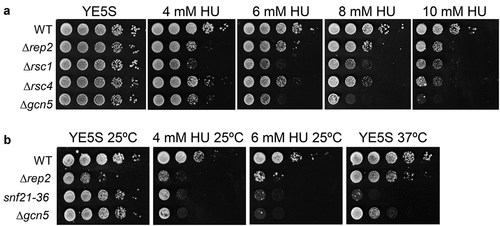 Figure 4. RSC complex mutants are sensitive to HU. (a) Fivefold serial dilutions of the strains indicated on the left were spotted onto rich media or in media with 4 mM HU, 6 mM HU, 8 mM HU, or 10 mM HU. Plates were incubated at 30°C for 2–4 d. (b) Fivefold serial dilutions of the strains indicated on the left were spotted onto rich media or in media with 4 mM HU or 6 mM HU. Plates were incubated at 25°C or 37°C, as indicated in the top