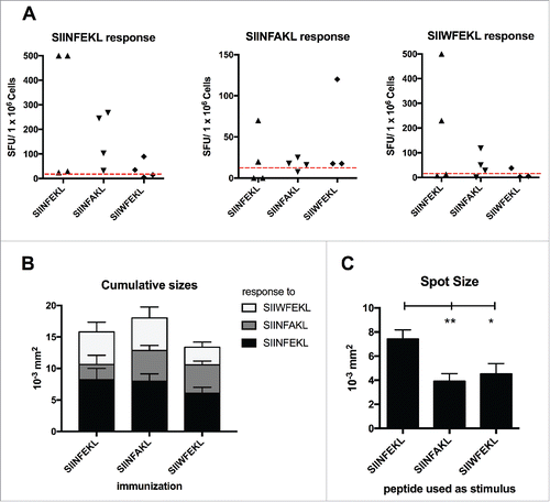 Figure 5. Cross-reactivity of the immunological responses elicited by the mutated analogs of SIINFEKL. Splenocytes from mice treated with SIINFEKL, SIINFAKL or SIIWFEKL (presented in Fig. 4, here indicated on the x axis), were assayed for cross-responses to the peptides. 3 × 105 cells were incubated with 100 ng of each indicated peptide for 72 h and the IFNγ response was determined by ELISPOT assay. (A) The number of Spot-Forming Units (SFU) is normalized to 1 × 106 cells. The red-dotted line represents the background of the assay (splenocytes incubated with PBS). (B) The cumulative size of the spots from mice of the same group (same column) in response to different stimuli (bars of different colors) is shown. Data is shown as mean ± SEM. C) The average spot size across all the groups in response to each peptide is represented. Data is shown as the mean ± SEM; One-way ANOVA with Tukey's post hoc test was used to calculate the statistical significance.