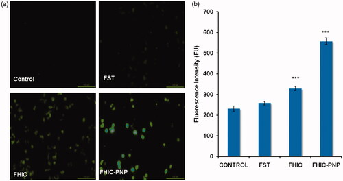 Figure 5. (a and b) Fluorescent microscopic images of MCF-7 cell line for reactive oxygen species assay (ROS) at equivalent FST concentration (20 μg/ml). Quantitative measurement of the fluorescent intensity in MCF-7 cells treated with FST, FHIC and FHIC-PNP at equivalent FST concentration (20 μg/ml). Data represented as mean ± SD (n = 3). Statistical analysis: ***p < 0.001, control versus FST, FHIC, FHIC-PNPs.