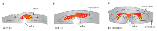 Figure 1. utse outgrowth over time. Schematic of utse outgrowth over time (A) Early L4 vulva and uterus. The utse has just formed at this stage after the fusion of eight ρ cells and the anchor cell. The cell has an ellipsoidal shape. Outlines indicate positions of vulva and uterus. utse is indicated in red. Blue dashed arrows indicate direction of outgrowth. (B) Mid L4 vulva and uterus. utse has begun elongating along the anterior-posterior axis. Outlines indicate positions of vulva and uterus. utse is indicated in red. (C) L4 lethargus vulva and uterus. utse has completed its outgrowth, and has taken on an elongated shape with the edges of its arms extending along the dorsal/ventral axis. Outlines indicate positions of vulva and uterus. utse is indicated in red.