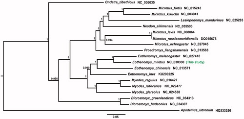 Figure 1. Phylogenetic relationships of 18 species of subfamily Arvicolinae based on the 13 PCGs.