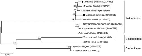 Figure 1. Phylogenetic tree showing relationship among A. gmelinii, A. capillaris and other 10 species belonging to the Asteraceae family. Total 68 coding region in chloroplast genome were used for analysis, and phylogenetic tree were generated using neighbour-joining method with 1000 bootstrap replicates in MEGA 6.0. The number above each node indicated bootstrap supporting values.