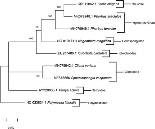 Figure 1. The consensus phylogenetic relationship of S. vesparium and other species of Demospongiae based on full mitochondrial genomes. Numbers along the branches specify bootstrap values, and GenBank accession numbers are followed by the species name indicated. Family names are listed to the right of species.