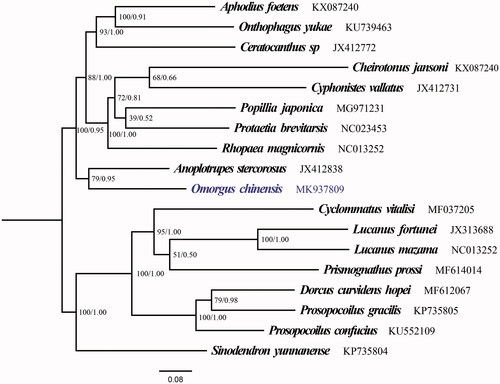 Figure 1. The ML and BI phylogenetic trees of Omorgus chinensis and 17 other scarabs based on 13 PCGs.