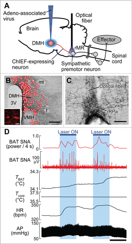 Figure 3. Optogenetic stimulation of DMH–rMR projection neurons elicits BAT thermogenesis and cardiovascular responses. (A) In vivo optogenetic experiment to selectively stimulate DMH-derived nerve endings in the rMR. (B and C) Cell bodies transduced with ChIEF-tdTomato (B, inset) in the DMH (mapped with circles) and their nerve endings containing ChIEF-tdTomato in the rMR (C). Scale bars, 500 µm (B); 30 µm (inset); 100 µm (C). (D) Effect of laser illumination of DMH-derived, ChIEF-tdTomato-containing nerve endings in the rMR on BAT thermogenic and cardiovascular activities. Horizontal bar, 30 sec. AP, arterial pressure; BAT SNA, BAT sympathetic nerve activity; HR, heart rate. Modified from Kataoka et al.Citation14 © Elsevier. Permission to reuse must be obtained from the rightsholder.