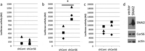 Figure 2. Transcriptional regulation by CerS6. HEK293 cells were co-transfected with 100ng of each plasmid and luciferase reporter activity quantified 24 hours post-transfection. (a) control and CerS6 shRNA co-transfected with SNAI1-luc reporter, (b) control and CerS6 shRNA co-transfected with SNAI2-luc reporter, (c) empty and SNAI2 expressing vector co-transfected with CerS6-luc reporter. Data are from 3 independent experiments each performed in triplicate. (d) Western blot of HEK293 cells transfected with SNAI2 showing lack of impact on CerS6 expression. Actin serves as loading control.