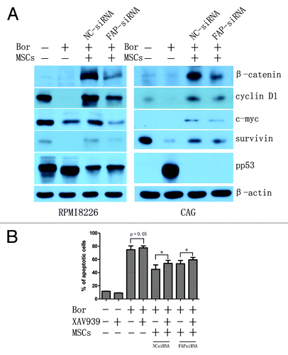 Figure 6. The probable role of FAP in BMMSCs mediated protection of MM cell lines. (A) β-catenin of MM cell lines was significantly activated when cocultured with BMMSCs. Knockdown of FAP in BMMSCs could decrease the expression of β-catenin and its downstream proteins such as c-myc, cyclin D1, and survivin and increase the expression of pp53 in RPMI8226 and CAG cells. (B) RPMI8226 cells pretreated with 40 μM XAV939 for 24 h, and then cocultured with BMMSCs (knockdown FAP or not). As a result, XAV939 could enhance bortezomib induced RPMI8226 cells apoptosis. (P = 0.017 and 0.031 in BMMSCs-NCsiRNA and BMMSCs-FAPsiRNA groups, respectively).