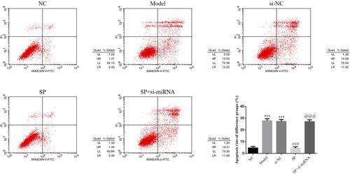 Figure 3 Apoptosis in different cell groups. NC: HK-2 cells were treated with normal; Model: HK-2 cells treated with high glucose; si-NC: HK-2 cells transfected with si-NC (negative control) and high glucose; standard puerarin (SP): HK-2 cells treated with high glucose and 80 mg/L SP; SP+si-miRNA: HK-2 cells transfected with si-miRNA-145-5p, high glucose, and 80 mg/L SP. ***P < 0.001, compared with NC group; ###P < 0.001, compared with Model group; @@@P < 0.001, compared with SP group.