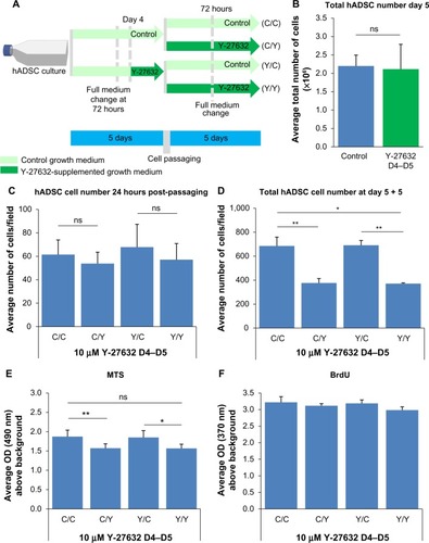 Figure 5 Y-27632 exposure over 24 hours prior to cell passaging was not associated with improvements in the expansion and survival of hADSCs.