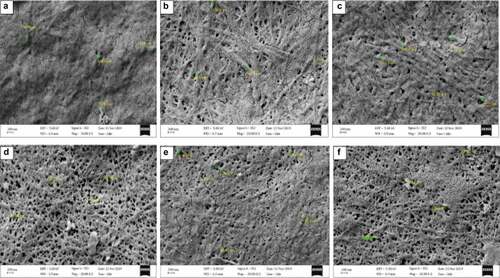 Figure 4. Scanning electron micrograph of BC produced from corncob (CC) hydrolyzate by Komagataeibacter sp CCUG73629 (a-c) and Komagataeibacter sp CCUG73630 (d-f) under (a, d) Static, (b, e) Intermittent agitation, and (c, f) Continuous agitation conditions at a magnification of 20,000 X.