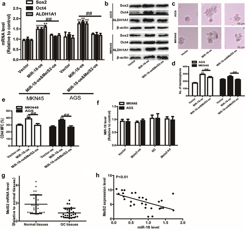 Figure 5. (a and b) RT-qPCR and WB were performed to the expression of stemness marker in GC cells with miR-18 overexpression plus Meis2 overexpression or not. (c and d) Sphere-forming assays were constructed to examine the sphere size and number of GC cells with miR-18 overexpression plus Meis2 overexpression or not. (e) Flow cytometry was performed to detect CD44+ subpopulation in the cells described in (c). (f and g) The online database were used to analyze the expression level of Meis2 in normal tissues and GC tissues, as well as the correlation between miR-18 and Meis2, and the results were shown. Analyzed using t-test in GraphPad, data are performed as mean ± SD, n ≥ 3, *p < 0.05, **p < 0.01, ***p < 0.001 vs control.