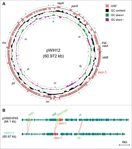 Figure 1. Genomic evidence that the plasmid pWH12 is a variant of the paradigm mcr-1-harbouring pHNSHP45 plasmid. A.) Genetic organization and structure of the mcr-1-carring plasmid pWH12 from the swine lung microbiota. The genome map was generated using the CGView server (http://stothard.afns.ualberta.ca/cgview_server/index.html). Circles from inside to outside denote the GC screw, GC content and the open reading frames (ORF) in both DNA strands. The server of RAST (Rapid Annotation using Subsystem Technology) (http://www.nmpdr.org/FIG/wiki/view.cgi/FIG/RapidAnnotationServer) was applied for the annotation of plasmid genome, and the mcr-1 gene was highlighted in red. B.) Genomic comparison of the pWH12 with pHNSHP45, a prototype of the mcr-1-harbouring plasmid. Arrows represent putative genes in the linear comparison of plasmid genomes. The DNA fragments/genes that are either missing or extra-inserted in the pWH12 plasmid are highlighted in green arrows labeled with green letters. The mcr-1 gene was indicated in red. In particular, the pHNSHP45Citation3 is the only one mcr-1-carring plasmid with known genome sequence prior to our study. Unlike the other mcr-1-positive plasmid pKH457-3-BECitation2 that is from the cattle isolate in Belgium and has the plasmid signature of IncP, both pHNSHP45Citation3 and pWH12 are hosted by E. coli isolated from swine in China, and located on the Incl2 backbone. Genome comparison was performed using the BLAST tool.