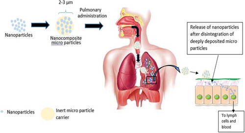 Figure 2. A schematic illustration showing the fate of the inhalable nanocomposites.
