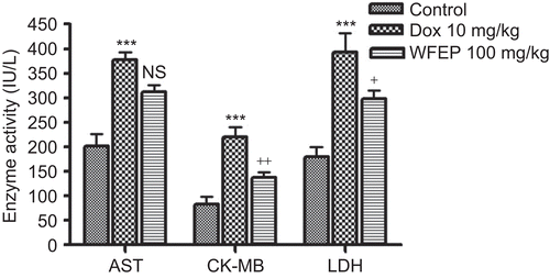 Figure 4.  Changes in the CK-MB, LDH, and AST enzyme activities in three experimental groups: (IU/L). +p < 0.05, ++p < 0.01 compares Dox with WFEP group; ***p < 0.001 comparing Dox with control group; NS, non significant.