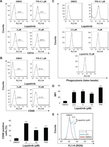 Figure 6 The upregulation of CD14 and CD68 macrophagic differentiation markers and the phagocytosis ability of lapatinib in AML U937 leukemia cells.