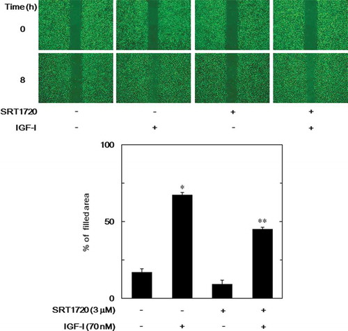 Figure 4. Effect of SRT1720 on the IGF-I-induced migration of MC3T3-E1 cells