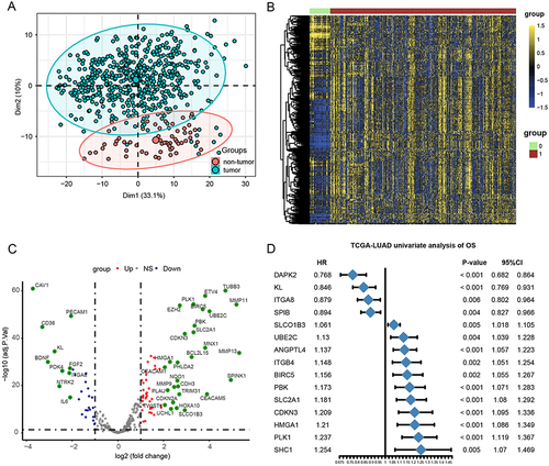 Figure 1 Characteristics and differences of anoikis-related regulators in LUAD. (A) Principal component analysis of tumor and non-tumor tissue. (B) Heatmap showing the differential expression of anoikis-related regulators. (C) Volcano plot of differentially expressed genes (DEGs) in LUAD. (D) Effects of 15 anoikis-related genes on overall survival in the TCGA and GEO datasets.