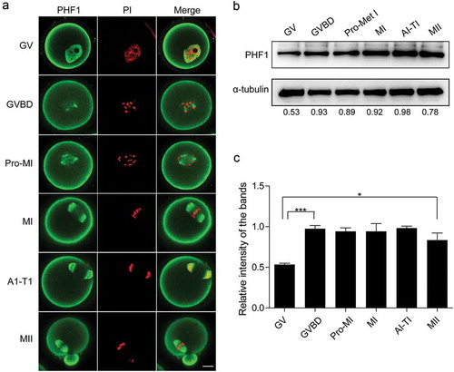 Figure 1. Expression and subcellular localization of PHF1 during oocyte maturation. (a) Subcellular localization of PHF1 (green) at GV, GVBD, pre-MI, MI, AI-TI and MII stages by confocal microscope scanning. DNA of chromosomes was stained with PI (Propidium iodide, red). Scale bar = 20 μm. (b) Oocytes of mouse at different stages of meiotic maturation were collected for Western blot. Proteins from a total of 100 oocytes were loaded for each sample. PHF1 level were detected by anti-PHF1 antibody and α-tubulin was used as a loading control. PHF1 amount at each stage from a representative experiment was quantified and displayed as indicated. (c) PHF1 amount at each stage from 4 independent Western blot analysis experiments was quantified. Data were normalized to the abundance of internal control α-tubulin. Data are shown as mean ± SEM from three independent experiments, p < 0.001 or 0.05.