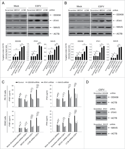 Figure 8. Absence of autophagy in CSFV-infected cells promotes the production of type I IFN by upregulating the RLR signaling. (A and B) PK-15 and 3D4/2 cells were transfected and infected as described in the legend to Fig. 2A and C. At 48 h, the expression of DDX58, IFIH1, MAVS, and ACTB (loading control) were analyzed by western blot with specific antibodies as described in Materials and Methods. The data represent the mean ± SD of 3 independent experiments. One-way ANOVA test; test of homogeneity of variances, P > 0.05, LSD (L) was used for correction of post-hoc test. *, P< 0.05; **, P < 0.01; ***, P < 0.001; #, P > 0.05. (C) PK-15 and 3D4/2 cells were cotransfected with the indicated shRNAs for 48 h, and were then infected with CSFV at an MOI of 1. At 48 h after infection, IFNA and IFNB1 production was detected by the ELISA assay. The data represent the mean ± SD of 3 independent experiments. One-way ANOVA test; test of homogeneity of variances, P > 0.05, LSD (L) was used for correction of post-hoc test. *, P < 0.05; **, P < 0.01; ***, P< 0.001; #, P > 0.05. (D) PK-15 cells were transfected with shRNAs targeting DDX58, IFIH1, or MAVS for 48 h, followed by CSFV infection at an MOI of 1. After 48 h, the expression of the targeted proteins was detected by western blot using anti-DDX58, anti-IFIH1, and anti-MAVS antibodies. Similar results were obtained in 3 independent experiments.