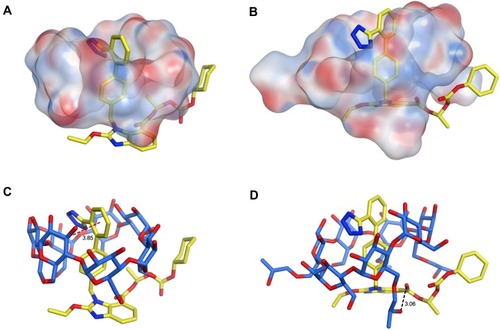 Figure 8 The 3D structures of CC and two cyclodextrins (β-CD and HP-β-CD), showing the predicted orientations of CC within the hydrophobic cavity of β-CD (A) and HP-β-CD (B) from the side view as well as its binding interactions with the hydrophilic edges of β-CD (C) and HP-β-CD (D) as stick molecular depiction. Hydrogen bonds and hydrophobic interactions are demonstrated as black and red dashed lines, respectively.