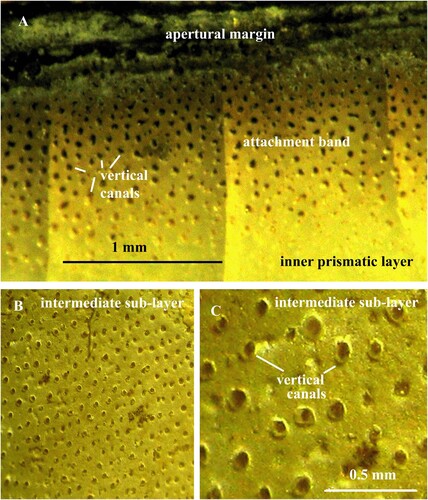 Fig. 1. A. Nautilus pompilius. Specimen no. Mo 195106, Solomon Islands. The shell-body attachment band at the apertural margin to show vertical canals that housed epithelial extensions. B, C. Orthoceras regulare. Specimen no. Mo 195101, Kandel. B. Thin, calcified, intermediate sub-layer with vertical pore-canals; the canals are arranged in parallel rows. C. Same specimen in higher magnification. Note the thin calcareous walls of the vertical canals.