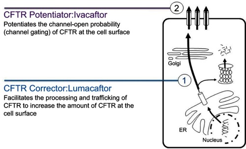 Figure 1 CFTR corrector (1) and potentiator (2) modulators work together to improve CFTR Function on the cell surface.
