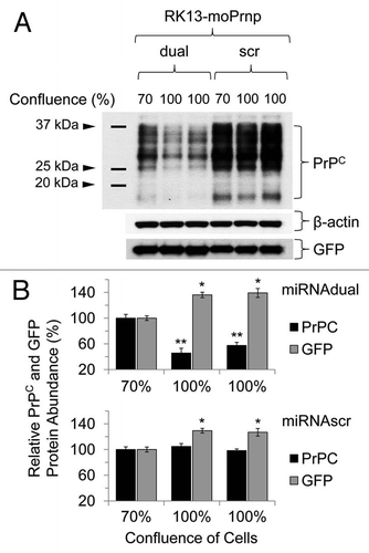 Figure 7 Downregulation pattern of PrPC in RK13-moPrnp cells harvested at different confluences. RK13-moPrnp cells were lentiviral-transduced with miR expression cassettes and the relative abundances of PrPC and GFP processed were determined by western blot (*p < 0.05, **p < 0.01).
