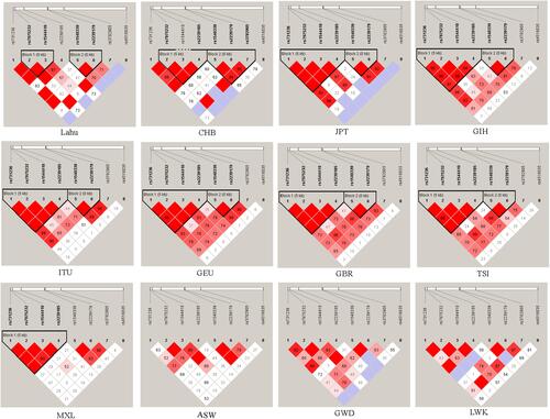 Figure 1 LD analysis of the VDR in each of the twelve populations. LD is displayed by standard color schemes with bright red for very strong LD (LOD>2, D′ =1), pink red (LOD> 2, D′ <1), blue (LOD< 2, D′ =1) for intermediate LD, and white (LOD<2, D′ <1) for no LD.