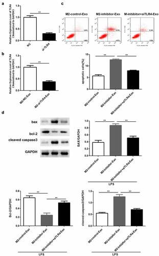 Figure 6. Knockdown of TLR4 reversed the role of miR-93-5p inhibitor in LPS-induced podocyte. (a) RT-qPCR was performed to measure the expression of TLR4 in podocytes transfected with si-TLR4 or negative control si-NC. (b) RT-qPCR analysis of TLR4 expression in transfected podocytes treated with exosomes from M2 macrophages. (c) Apoptosis of podocytes determined by flow cytometric analysis. (d) Protein levels of Bcl-2, Bax, and cleaved caspase 3 in podocytes following different treatments. **P < 0.01.