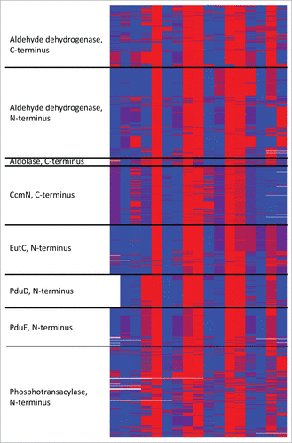 Figure 2. Alignment of the 1065 EPs identified from the different BMC-encapsulated proteins. Left: Protein and terminus on which the EP is found. Positions are colored as hydrophobic (red) and hydrophilic (blue).