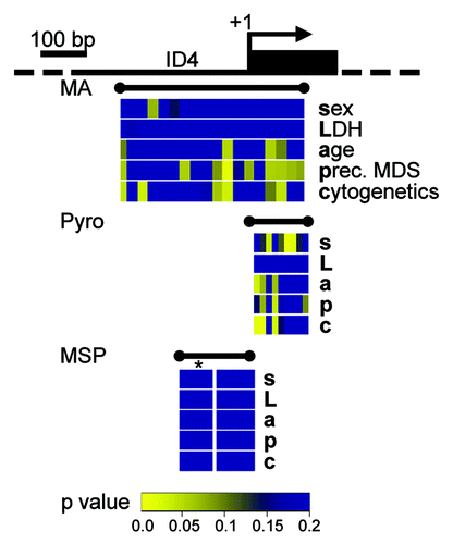 Figure 4. Quantitative DNA methylation data of the ID4 5′ region reveal correlations with AML disease characteristics. Graphical display of the ID4 gene 5′ region and all raw non-parametric p-values for single the factors sex (s), LDH (L), age (a), presence of a preceding MDS (p) and cytogenetic risk group (c) as derived from univariate testing. Correlations were performed on single CpG units of MassARRAY-derived methylation data as well as for single CpG methylation values by pyrosequencing (Pyro). P-values are displayed in spatial relation to the transcriptional start site (+1). For correlations with MSP-derived DNA methylation status, MSP data were treated either as binary variable (U/M) or using a separation in three methylation states (U/W/M, indicated by *). Color-coding displays low raw p values (significant low p values are depicted in yellow colors; higher p values are represented in a green-blue transition). All p values > 0.2 are displayed in blue.