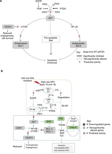 Figure 6 Schematic diagram of molecular network and proposed mechanism of activity.Notes: (A) The predicted mechanism for the reversal of cell survival, angiogenesis, and inhibition of apoptosis. (B) Proposed molecular network of interaction as response to treatment. Data supported the activity of 4A3- and 4A4-induced apoptosis, resulting from the inhibition of AKT and antiapoptotic proteins (Mcl-1 and Bcl-2) as well as the VEGFA known for angiogenesis. This implies a possible role by PTEN tumor suppressor against PI3K-AKT pathway. In cervical cancer, PTEN is negatively regulated by miR-21 the expression of which is dependent on HPV E6 oncoprotein for the activation of cell survival, tumorigenesis, angiogenesis, and diminished apoptosis. The data in green and gray shadings indicate the level of expression of genes due to treatment. Data determined by RT-qPCR.Abbreviations: HPV, human papillomavirus; PI-3K, phosphatidylinositol-3-OH kinase; PTEN, phosphatase and tensin homolog; RT-qPCR, reverse transcriptase quantitative PCR.