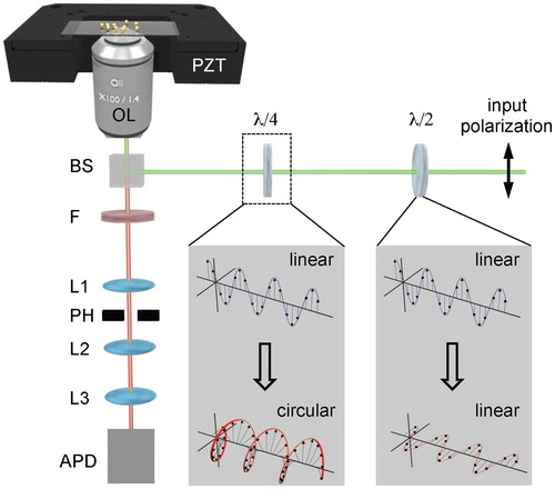 Figure 4. Schematic representation of experimental set-up used to evidence influence of input beam polarization on shape of tightly focused spot (PZT: piezoelectric translator; OL: oil immersion microscope objective, with NA = 1.4, ×100; BS: beam splitter; λ/2: half-wave plate; λ/4: quarter-wave plate; L1–L3: lenses; PH: pinhole; F: 580 nm long pass filter; APD: silicon avalanche photodiode)