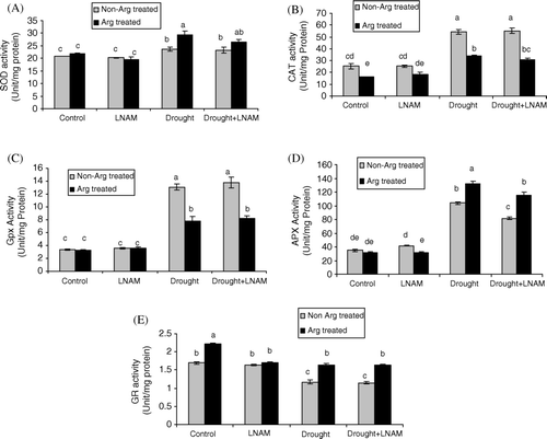 Figure 2.  Effect of arginine and arginine + LNAM supply on activities of SOD (A), CAT (B), GPX (C), APX (D), and GR (E) in leaves of tomato plant under control and drought stress condition.