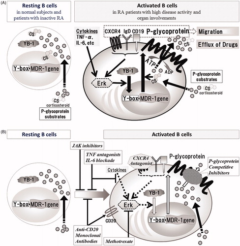Figure 1. Schematic diagram of induction of P-gp expression on B cells and P-gp+ B-cell targeting therapies in RA. (A) YB-1, which is located in the cytoplasm of resting B cells, is translocated by various signal transductions associated with activation of B cells, which results in overexpression of P-gp. (B) P-gp-related treatment resistance in RA can be probably overcome with P-gp+ B-cell targeting therapies as follows; inhibitors of B cell activation and differentiation (JAK inhibitors, TNF antagonists, IL-6 blockade, Anti-CD20 Monoclonal Antibodies), P-gp induction inhibitors (Methotrexate, TNF antagonists, IL-6 blockade, CXCR4 Antagonist), P-gp function inhibitors (P-glycoprotein Competitive Inhibitors) and P-gp+ B-cells depletors (Anti-CD20 Monoclonal Antibodies).