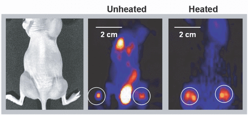 Figure 1. Left panel: Showing transplanted tumor on left and right hind thighs of the mouse; middle and right panels: µPET images of unheated and heated mice acquired 48 hr after intra-tumoral injection of replication-defective adenovirus rAd(CMV-TKeGFP).