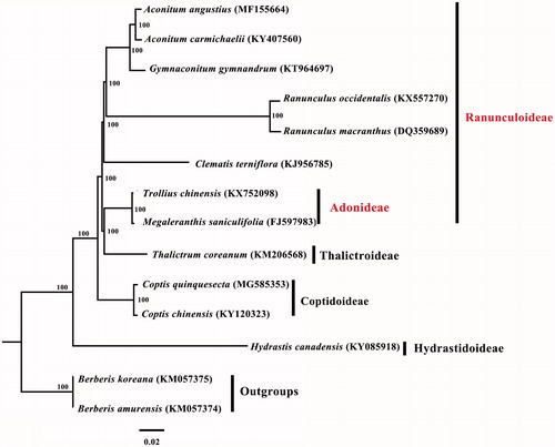 Figure 1. Phylogenetic tree reconstruction of twelve taxa of Ranunculaceae and two outgroups using ML method. Relative branch lengths are indicated. Numbers near the nodes represent ML bootstrap values.
