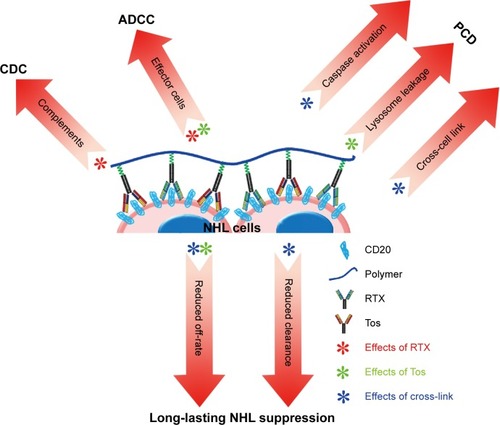 Figure 6 Graphical representation of the superiorities of PPRT nanocomb in curing NHLs.Abbreviations: ADCC, antibody-dependent cell-mediated cytotoxicity; CDC, complement-dependent cytotoxicity; NHL, non-Hodgkin lymphoma; PCD, programmed cell death; PPRT, polyethylenimine polymer–RTX–Tos; RTX, rituximab; Tos, tositumomab.