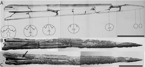 Figure 12. A, †Makaira teretirostris (Van Beneden, Citation1871); original diagram (Van Beneden Citation1871) with detailed cross-sections highlighted that show a cylindrical shape. B, C, Tetrapturus sp. from the late Pliocene of Orciano Formation; B, rostrum in dorsal view; C, rostrum in ventral view. Scale bars A = 10 cm, B = 5 cm.