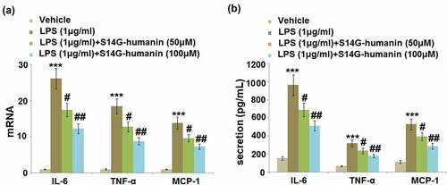 Figure 2. S14G-humanin attenuated the expression of IL-6, TNF-α, MCP-1 induced by LPS in hDPCs. The hDPCs were treated with LPS (1 μg/ml) with or without S14G-humanin (50, 100 μM) for 6 hours. (a). The mRNA Level of IL-6, TNF-α, and MCP-1; (b) The secretion levels of IL-6, TNF-α, and MCP-1 (***, P < 0.001 vs. vehicle group; #, ##, P < 0.05, 0.01 vs. LPS group)