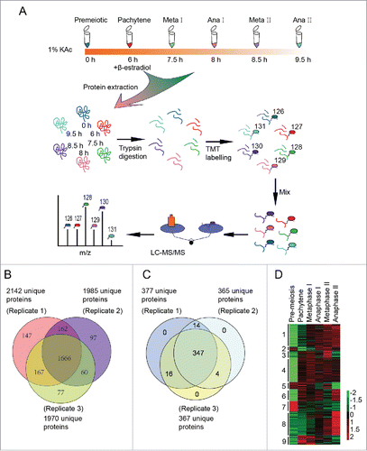 Figure 3. Three hundred eighty one differentially expressed proteins during meiosis were identified by quantitative proteomics. (A) Workflow of the proteomic study of yeast meiosis. Yeast cells (A14201) were induced to sporulate at 30°C by transferring into SPM. After 6 h, 1 μM β-estradiol was added. Samples were collected at 0, 6, 7.5, 8, 8.5, and 9.5 h, and proteins were extracted. After trypsin digestion, peptides were labeled with isobaric TMT and mixed in equal ratios. The labeled mixture was then subjected to an orthogonal first-dimension separation with SCX. Seventeen fractions were subsequently analyzed on an LTQ Orbitrap Velos mass spectrometer coupled with nano-RP HPLC. Biological replicates were performed in triplicate. The spectra were analyzed with MaxQuant software. (B) Protein identification across the 3 biological replicates. (C) Venn plot of 381 differentially regulated proteins. (D) Cluster analysis of 381 differentially expressed proteins. All MS data were normalized and then analyzed for cluster analysis. Cluster results were visualized by TreeView software.