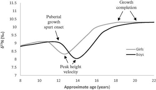 Figure 3. The exemplar of incremental dentine δ15N profiles during pubertal growth (based on linear growth patterns defined by Veldhuis et al. Citation2005).