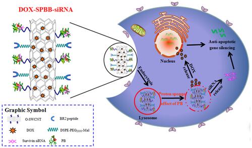 Figure 2 Schematic illustration of DOX-SPBB-siRNA nanocarriers for treating lung cancer cells.