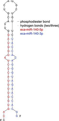 Figure 1. The stem loop of eca-mir-140  (based on the structure as predicted by miRBase (Griffiths-Jones et al. Citation2006) and its sequence identified by Buechli et al. (Citation2013) with two mature miR sequences colored in red and blue.