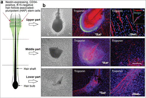 Figure 1. (A) Schematic of the separated mouse vibrissa hair follicle. The upper part of the vibrissa hair follicle contains nestin-expressing, CD34-positive, K15-negative hair-follicle-associated-pluripotent (HAP) stem cells. (B) The mouse vibrissa hair follicle was separated into 3 parts (upper, middle, and lower part). Each hair follicle part was separately suspended in DMEM containing 10% FBS. (C) Two weeks after culture all 3 parts (upper, middle, and lower) of the hair follicle, incubated in DMEM with 10% FBS cells differentiated to troponin- and desmin-positive cardiac muscle cells. The number of cardiac muscle cells was significantly higher in the upper part compared to the middle, and lower part of the hair follicle. Bars 100 μm.