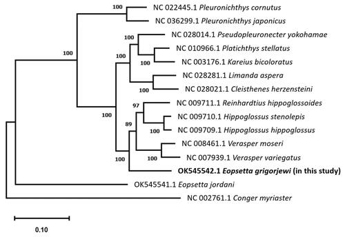 Figure 1. A phylogenetic tree within family Pleuronectidae, constructed with mtDNA data from NCBI GenBank of 13 species, Eopsetta grigorjewi (present study) and Conger myriaster was set as the outgroup using MEGA11 (ClustalW, maximum likelihood method and Tamaru-Nei model) with 1000 bootstrap replicates. Bootstrap possibilities are indicated by numbers on each node.