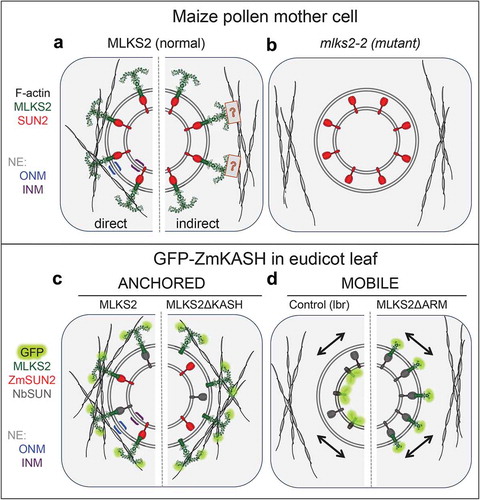 Figure 9. Summary diagrams and models of ZmMLKS2.Summary diagram illustrates how MLKS2 may interact with F-actin to produce the genetic and heterologous expression phenotypes reported in this study. a) MLKS2 is presumed to be arranged with an ARM domain-containing alpha solenoid structure in the cytoplasm, where it interacts with F-actin directly (left half) or indirectly through a hypothetical connector depicted by the boxed question mark (right half). b) The mks2-2 mutant has lost the ability to bind or contribute to the recruitment of F-actin. Not depicted here are data from MLKS2 in vegetative (leaf, root) organs. Results from kymograph analysis of GFP-MLKS2 expressed in N. benthamiana are summarized for experiments that showed c) anchored nuclei in cells expressing full length MLKS2 or MLKS2ΔKASH, or d) mobile nuclei in cells expressing a control NE marker (lbr) or MLKSΔARM. In these diagrams, evidence for interaction with ZmSUN2 co-expression is indicated (red) on the basis of FRAP assays or depicted from presumed interactions with tobacco SUN, NbSUN (grey). In these diagrams (c,d), the MLKS2 interaction with F-actin is depicted as direct for convenience, but the alternative indirect mode (A, right half) of MLKS2 interaction with F-actin remains a formal possibility.