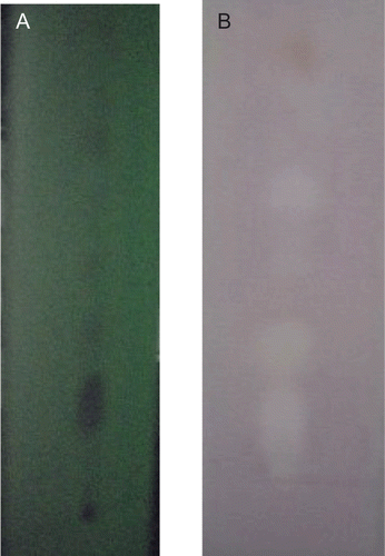 Figure 3.  TLC plates of the petroleum ether fraction of ethanol extract of Magnolia officinalis Rehd. et Wils. (A) TLC plate in UV-365 nm. (B) Urease inhibitory activity, white spots for urease inhibiting compounds.