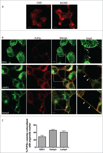 Figure 1. Co-localization between PrPSc and different sub-cellular organelles in TNT-like structures of ScCAD cells. (A) Representative immunofluorescence of PrP from CAD and ScCAD after guanidium thiocyanate denaturation. Images were acquired at exactly the same acquisition parameters. PrPSc puncta are clearly revealed by enhanced epitope detection after denaturation while PrPC signal is diminished. Scale bar: 10 μm. (B) Co-immunofluorescence for different organelle markers and PrPSc was performed after guanidium thiocyanate treatment to determine colocalization. Scale bar: 5 μm. (C) Quantification of the colocalization between PrPSc and the different organelle markers in TNT structures. The percentage of PrPSc particles co-localizing respectively with EEA1 (for early endosomes), Lamp1 (for lysosomes) and Vamp3 (ERC) was evaluated. (Mean + s.e.m).