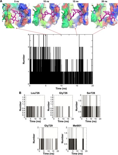 Figure 9 (A) The snapshots of docking pose of compound 2 and total H-bond intensity at various time scale intervals in 20 ns complex molecular dynamic simulations with human growth factor receptor-2; (B) hydrogen bond diagram between compound 2 and active site residues, namely, Leu726, Gly726, Ser728, Gly729, and Met801 of human growth factor receptor-2.